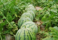 网红大瓜下载,下载背后的惊人真相